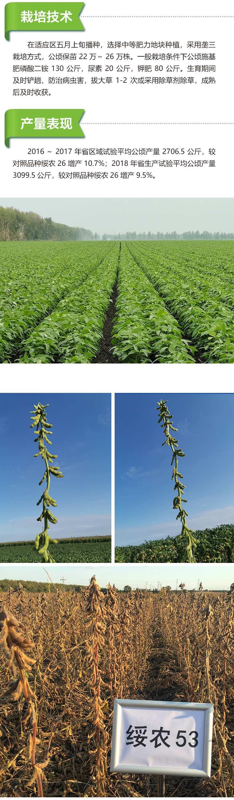 綏農53產品詳情_02.jpg